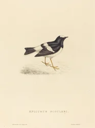 Enicurus Scouleri (Kleiner Forktail)