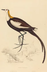 Parra Sinensis (Fasanblatthühnchen)