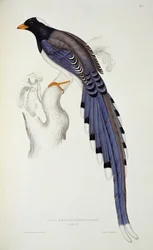Pica Erythrorhyncha, aus 