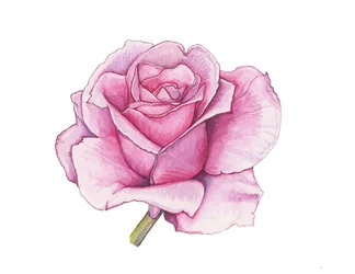 Rosa Rose