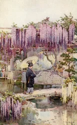 Wisteria, Kabata