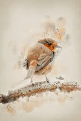 Sanftes Aquarell-Rotkehlchen