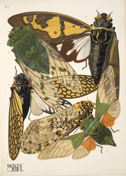 Tafel 2 aus Insekten, veröffentlicht in den 1930er Jahren