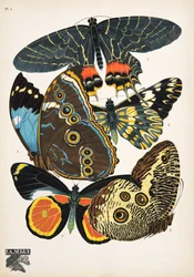 Tafel 2 aus Schmetterlinge, veröffentlicht 1925