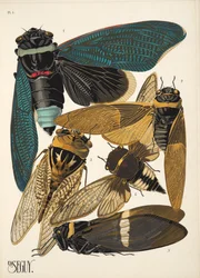 Tafel 1 aus Insekten, veröffentlicht in den 1930er Jahren