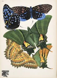 Tafel 6 aus Papillons, veröffentlicht 1925