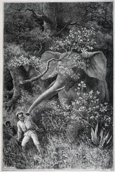Livingstone überrascht von einem Elefanten, in „Le Tour du Monde“