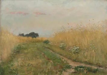 Sommerlandschaft - Kornfeld