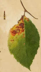 Zerknittertes und verwelktes Blatt, das eine Raupe nachahmt