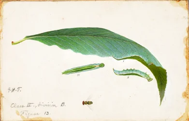 Ungefleckter Buchenblatt-Randraupen, Studie für das Buch "Concealing Coloration in the Animal Kingdom"