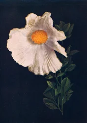 Matilija-Mohn, um 1915, 1915
