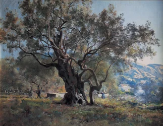 Olivenbäume in Vallonnet an der Straßenseite
