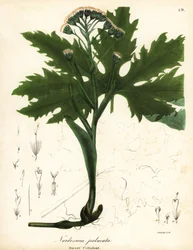 Arktische Huflattich oder Arktische Pestwurz, Petasites frigidus var
