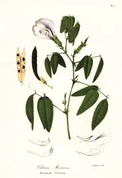 Schmetterlingserbse, Atlantische Taubenflügel oder Maryland Clitoria, Clitoria mariana
