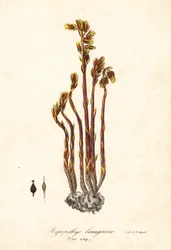 Falsche Buchenmistel, Monotropa hypopitys