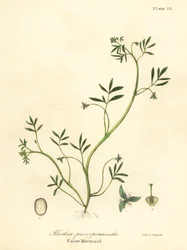 Falsche Meerjungfrau, Floerkea proserpinacoides