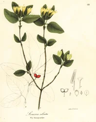 Fliegen-Geißblatt, Lonicera ciliata
