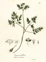 Frühlingsbote, Pfeffer und Salz oder Knolliger Erigenia, Erigenia bulbosa