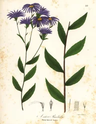 Rauer Aster oder Rauhblatt-Aster, Eurybia radula