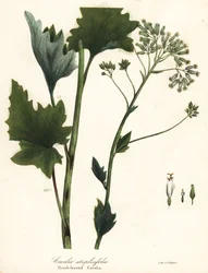 Blasser Indianer-Plantain, Arnoglossum atriplicifolium (Orachblättrige Kakalie, Cacalia atriplicifolia)