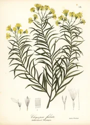 Sichelblatt-Seidengras oder Sichelblättriger Goldaster, Pityopsis falcata (Sichelblättrige Chrysopsis, Chrysopsis falcata)