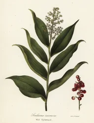 Treacleberry, Maianthemum racemosum