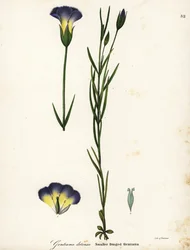 Windmühlen-Fransenenzian, Gentianopsis detonsa (Kleinfransiger Enzian, Gentiana detonsa)
