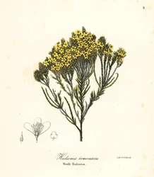 Wollige Strandheide, Strandheide, Sandheide oder Wollige Hudsonia, Hudsonia tomentosa