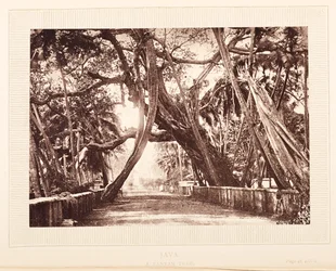Ein Banyanbaum, Java