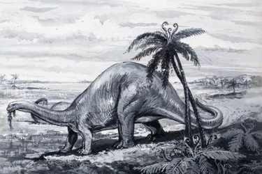 Brontosaurus