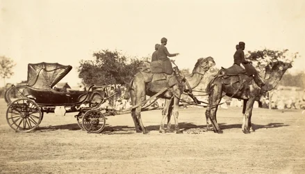 Kamelkutsche, ca. 1860