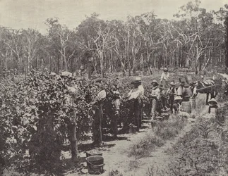 Himbeerpflücker bei der Arbeit, Wandin Yallock