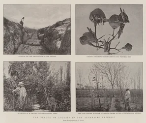 Die Heuschreckenplage in der Argentinischen Republik