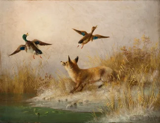 Ein Fuchs spült eine Stockente und eine Ente auf