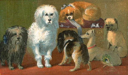 Ein Skye Terrier, französischer Pudel, zwei Spaniels, italienischer Windhund und ein Mops