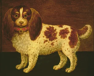 Ein Spaniel