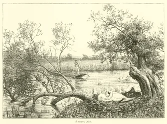 Ein Schwanennest