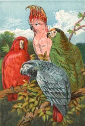 Ein roter, grauer und grüner Papagei und ein Kakadu