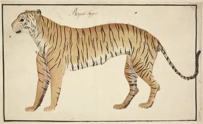 Ein königlicher Tiger aus der Sammlung des Serfagee von Tanjore