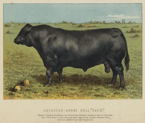 Aberdeen-Angus-Bulle "Cash"