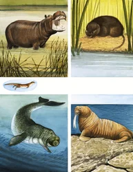 Alle Arten von Wasserbewohnern