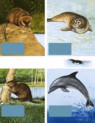 Alle Arten von Wasserbewohnern