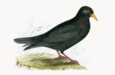 Alpendohle, Illustration aus 