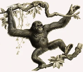 Ein Orang-Utan