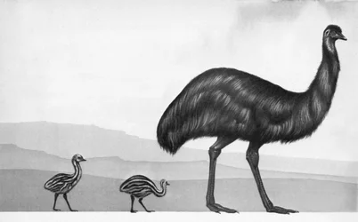 Ein Emu mit ihren Küken