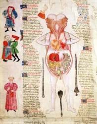 Anatomisches Diagramm aus 