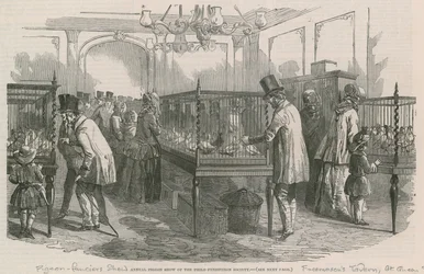 Jährliche Taubenschau der Philio-Peristeron Gesellschaft