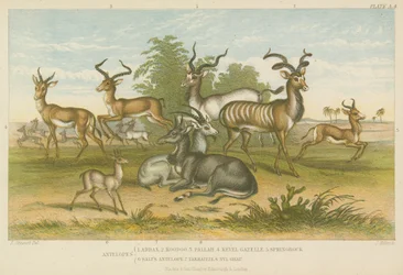 Antilopen (Farbstich)