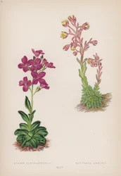 Arabis Blepharophylla; Saxifraga Ambigua