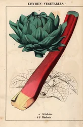 Artischockenherz und roter Rhabarber, aus 